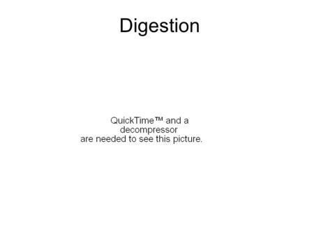 Digestion. Digestive System (Blank) Digestive System (Labeled)