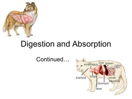 Digestion and Absorption Continued…. Mouth to Stomach food pushes into the esophagus (muscular tube connecting the mouth to the stomach) food carried.