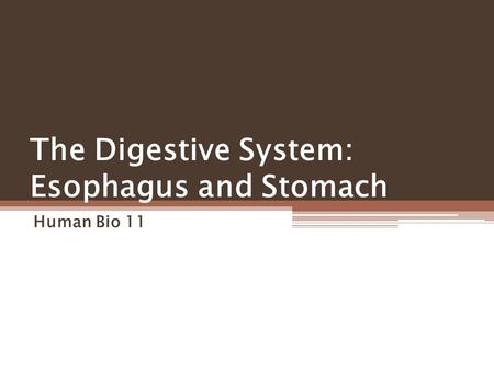 The Digestive System: Esophagus and Stomach Human Bio 11.