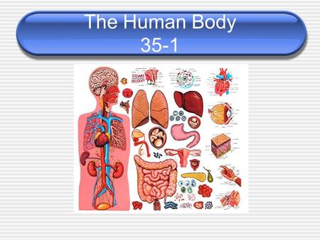 The Human Body 35-1. Body Organization Body Tissues 1) Connective – provides body support and connections 2) Epithelial – line exterior body and internal.
