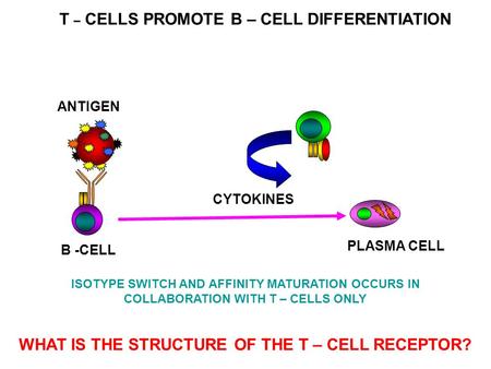 PLASMA CELL ANTIGEN CYTOKINES B -CELL T – CELLS PROMOTE B – CELL DIFFERENTIATION ISOTYPE SWITCH AND AFFINITY MATURATION OCCURS IN COLLABORATION WITH T.