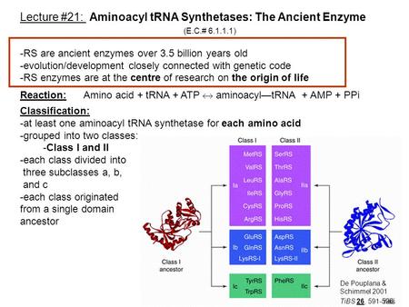 1 Lecture #21: Aminoacyl tRNA Synthetases: The Ancient Enzyme (E.C.# 6.1.1.1) -RS are ancient enzymes over 3.5 billion years old -evolution/development.
