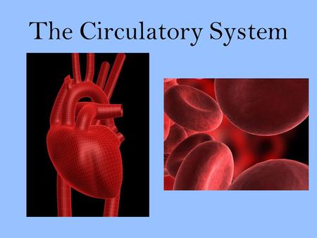 The Circulatory System. Transport System Just like Nervous System is your body’s “Control Center,” Your Circulatory System has an important job. It is.