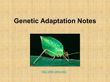 Genetic Adaptation Notes