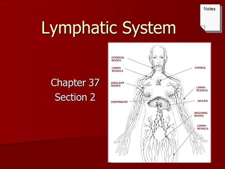 Lymphatic System Chapter 37 Section 2 CERVICAL NODES THYMUS LYMPH VESSELS SPLEEN INGUINAL NODES LYMPH VESSELS LYMPH VESSELS AXILLARY NODES DIAPHRAGM Notes.