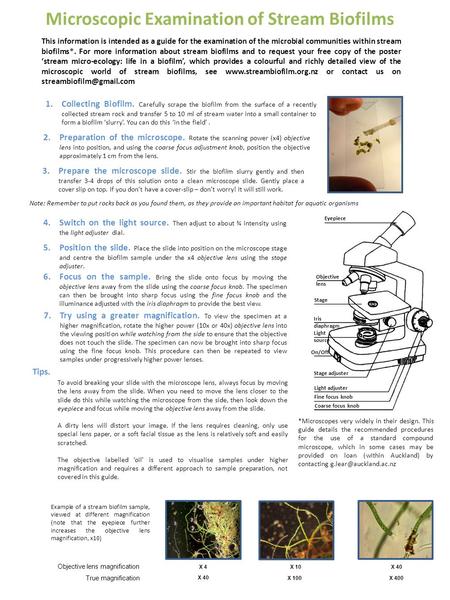 Microscopic Examination of Stream Biofilms This information is intended as a guide for the examination of the microbial communities within stream biofilms*.