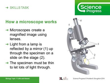 How a microscope works Microscopes create a magnified image using lenses. Light from a lamp is reflected by a mirror (1) up through the specimen on.
