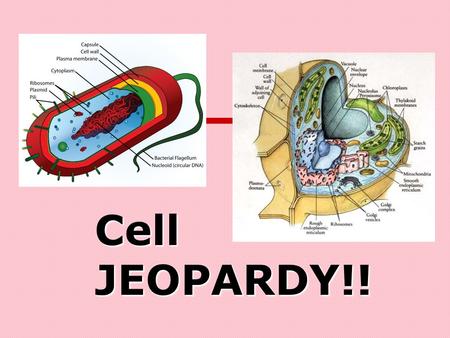 Cell JEOPARDY!! Cells Microscopes Cell 2 OrganelleRandom Q $100 Q $200 Q $300 Q $400 Q $500 Q $100 Q $200 Q $300 Q $400 Q $500 Final JeopardyJeopardy.