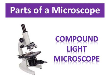 Parts of a Microscope. Important things to remember about using the microscope: 1. Always start with the lowest objective lens! If you want to look.