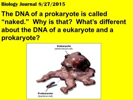 Biology Journal 8/27/2015 The DNA of a prokaryote is called “naked.” Why is that? What’s different about the DNA of a eukaryote and a prokaryote?