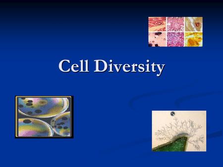 Cell Diversity. Previous Exam Questions Higher Level Ordinary Level 2006 Q6 2007 Q11, Q14 2004 Q8 2006 Q14 2003 Q4 2003 (Sample)