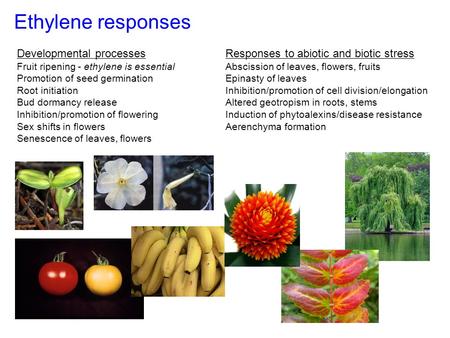 Ethylene responses Developmental processes