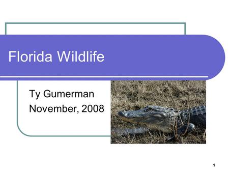 1 Florida Wildlife Ty Gumerman November, 2008. 2 Airboat Ride We went on an Airboat Ride near Cape Canaveral in the St. Jones Wildlife Sanctuary.