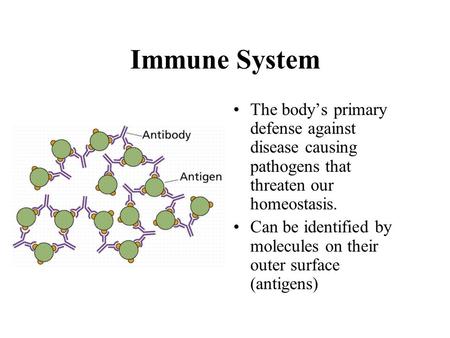 Immune System The body’s primary defense against disease causing pathogens that threaten our homeostasis. Can be identified by molecules on their outer.