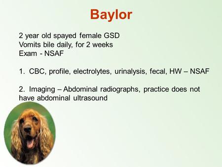Baylor 2 year old spayed female GSD Vomits bile daily, for 2 weeks Exam - NSAF 1. CBC, profile, electrolytes, urinalysis, fecal, HW – NSAF 2. Imaging –