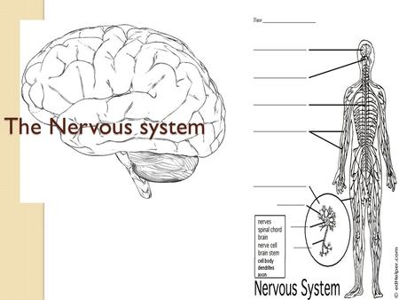 The Nervous system. Do Now Put together the puzzle without talking, making eye contact, or using hand gestures. Did you find this difficult? What would.