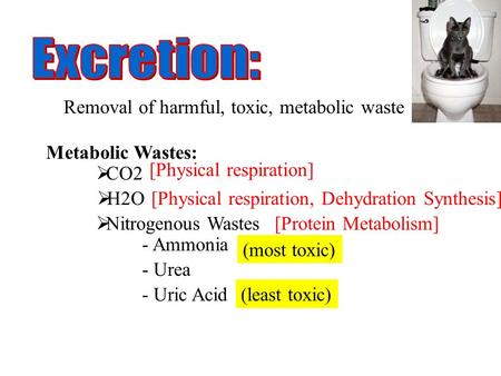 Excretion: Removal of harmful, toxic, metabolic waste