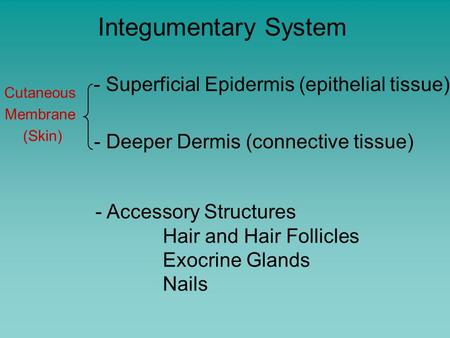 Cutaneous Membrane (Skin) - Superficial Epidermis (epithelial tissue) - Deeper Dermis (connective tissue) - Accessory Structures Hair and Hair Follicles.