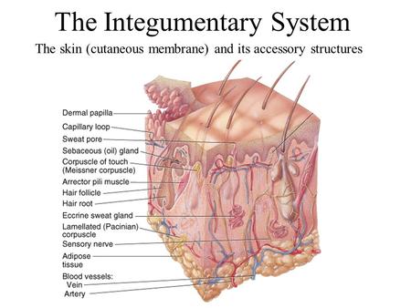 The Integumentary System The skin (cutaneous membrane) and its accessory structures.
