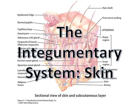 The Integumentary System: Skin