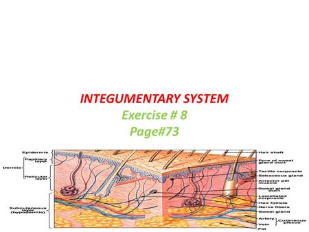 INTEGUMENTARY SYSTEM Exercise # 8 Page#73