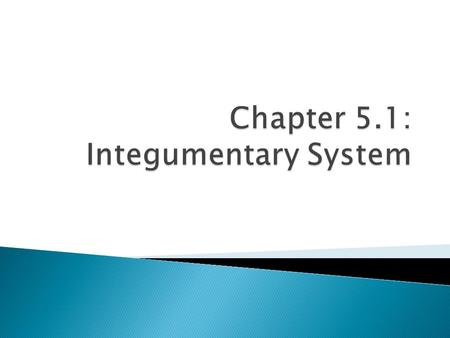 Chapter 5.1: Integumentary System