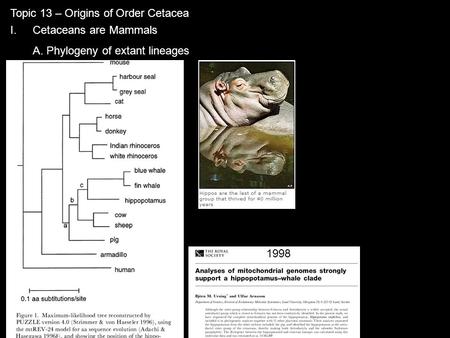 Topic 13 – Origins of Order Cetacea I.Cetaceans are Mammals A. Phylogeny of extant lineages 1998.