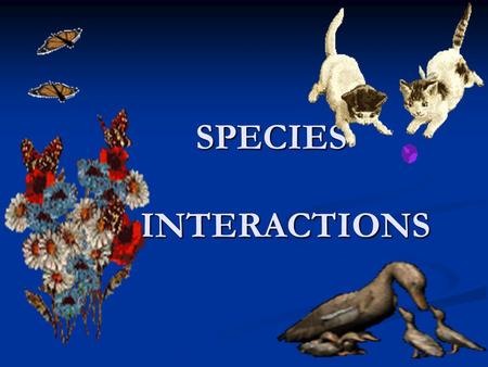 SPECIES INTERACTIONS SPECIES INTERACTIONS. COMPETITION What do organisms compete for?