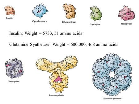 Insulin: Weight = 5733, 51 amino acids Glutamine Synthetase: Weight = 600,000, 468 amino acids.