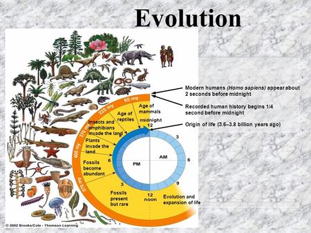 Evolution Fossils present but rare Evolution and expansion of life