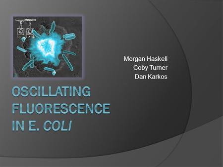 Morgan Haskell Coby Turner Dan Karkos. Jeff Hasty and team  University of California in San Diego Biological synchronized clocks ○ Flash to keep time.