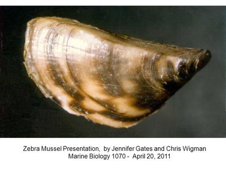 Zebra Mussel Presentation, by Jennifer Gates and Chris Wigman Marine Biology 1070 - April 20, 2011.