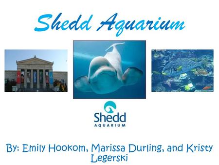 Shedd Aquarium By: Emily Hookom, Marissa Durling, and Kristy Legerski.