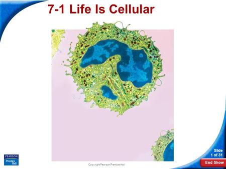 End Show Slide 1 of 31 Copyright Pearson Prentice Hall 7-1 Life Is Cellular.