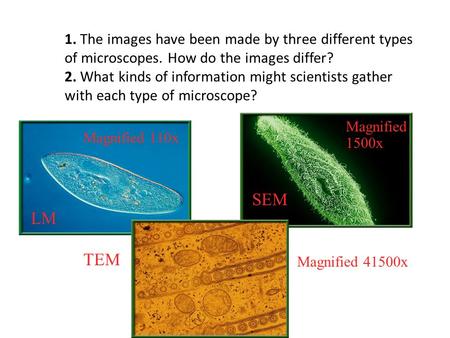 1. The images have been made by three different types of microscopes. How do the images differ? 2. What kinds of information might scientists gather with.