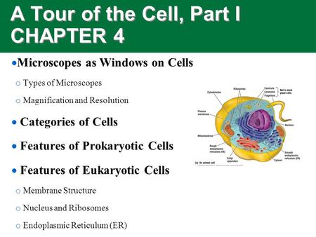 A Tour of the Cell, Part I CHAPTER 4  Microscopes as Windows on Cells o Types of Microscopes o Magnification and Resolution  Categories of Cells  Features.