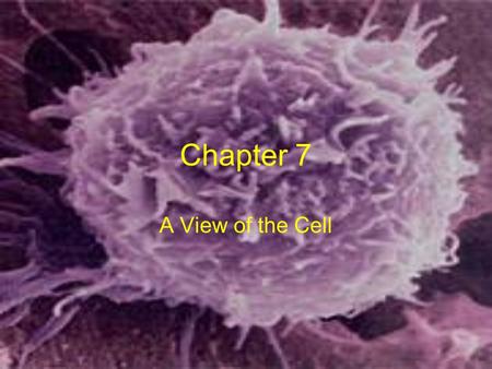 Chapter 7 A View of the Cell.