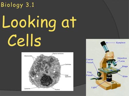 Biology 3.1 Looking at Cells.