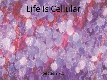 Life Is Cellular Section 7.1. Discovery of the Cell Cells remained “out of sight” until microscopes were invented. In the late 1500’s, eyeglass makers.