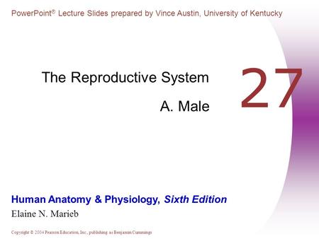 The Reproductive System A. Male
