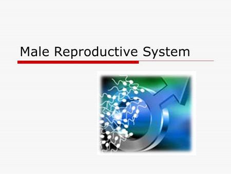 Male Reproductive System. Adolescence  Puberty  Burst of hormones activate maturation of the gonads: testes  Begins: 9 – 14 yrs of age  Abnormally.