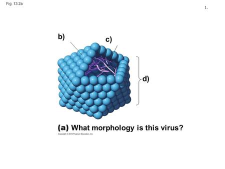 What morphology is this virus?