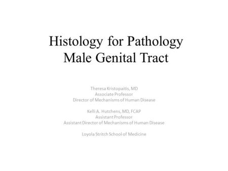 Histology for Pathology Male Genital Tract Theresa Kristopaitis, MD Associate Professor Director of Mechanisms of Human Disease Kelli A. Hutchens, MD,