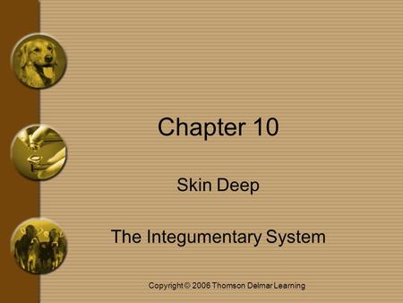 Copyright © 2006 Thomson Delmar Learning Chapter 10 Skin Deep The Integumentary System.