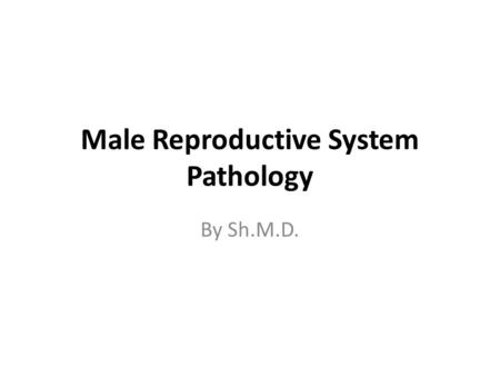 Male Reproductive System Pathology By Sh.M.D.. The markedly enlarged prostate seen here has not only large lateral lobes, but a very large median lobe.