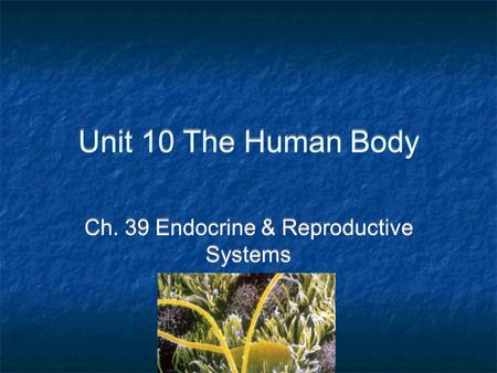 Unit 10 The Human Body Ch. 39 Endocrine & Reproductive Systems.
