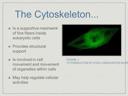 The Cytoskeleton... Is a supportive meshwork of fine fibers inside eukaryotic cells Provides structural support Is involved in cell movement and movement.