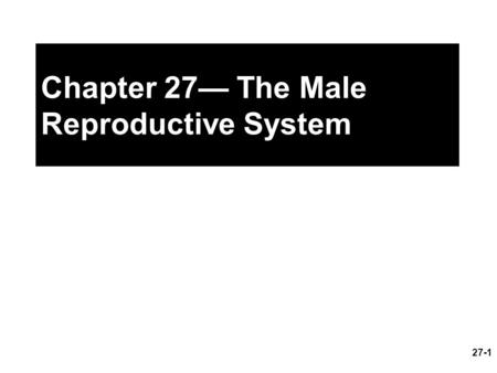 Chapter 27— The Male Reproductive System