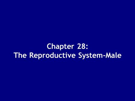 Chapter 28: The Reproductive System-Male The Reproductive System Gonads: –organs that produce gametes and hormones Ducts: –receive and transport gametes.