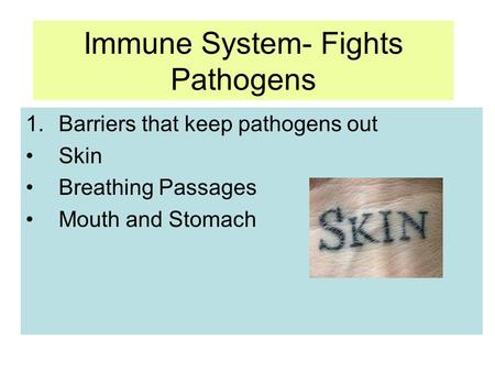 Immune System- Fights Pathogens 1.Barriers that keep pathogens out Skin Breathing Passages Mouth and Stomach.